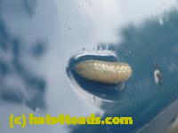 /home//u458753944/public_html/sourcegallery//Insects and small critters/flies (Diptera)/P1080199.JPG